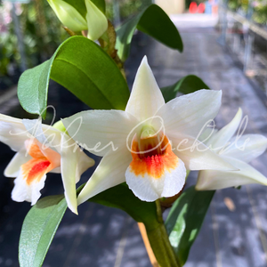 Den. Lori's Star — Palmer Orchids